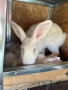 Зайци за месо и разплод, снимка 14