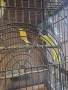 Продавам папагали, снимка 3