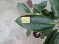  Разкрасете Градината и дома си със QUEEN Магнолия Grandiflora вечнозелена 140 см, снимка 4