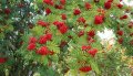 Офика - Sorbus aucuparia, снимка 1