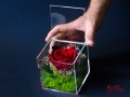 Естествена Вечна Роза в Акрилна Кутия / Уникален Подарък за Рожден Ден / Жива Вечна Роза в Кутия, снимка 7