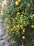 Портокал трилистен,Poncirus trifoliata, семена и растения, снимка 5