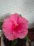 хибискус , снимка 1