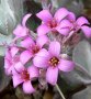 Каланхое пумила ,kalanhoe pumila , снимка 1 - Стайни растения - 34802282