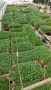 Разсад домати,краставици,пипер, снимка 6