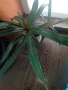 Традесканция рео-75см., снимка 12