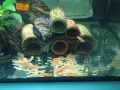 Ancistrus Super red longfin, Super red/Анцитрус Супер ред Воален, Супер ред , снимка 9