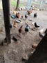 Продавам Кокошки, снимка 3