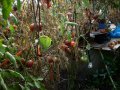 Разсад и семена от  домат  - Чероки пърпъл, снимка 5