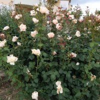 Градински храстовидни рози ,ароматни, снимка 9 - Градински цветя и растения - 33266169