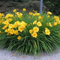 Продавам Цветя Хемерокалис - за пролетно засаждане, снимка 5 - Разсади - 36687859