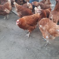 продавам кокошки носачки за яйца, снимка 2 - Кокошки и пуйки - 43990769