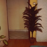 Изкуствена палма , кашпи, снимка 9 - Изкуствени цветя - 38864001