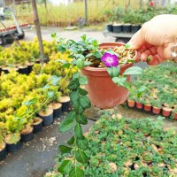 Винка Минор Атропурпуреа, Vinca minor 'Atropurpurea', снимка 5 - Градински цветя и растения - 43734275