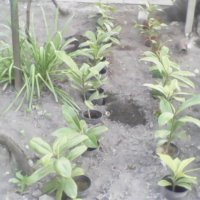 Mагнолия грандифлора !, снимка 1 - Градински цветя и растения - 28485827