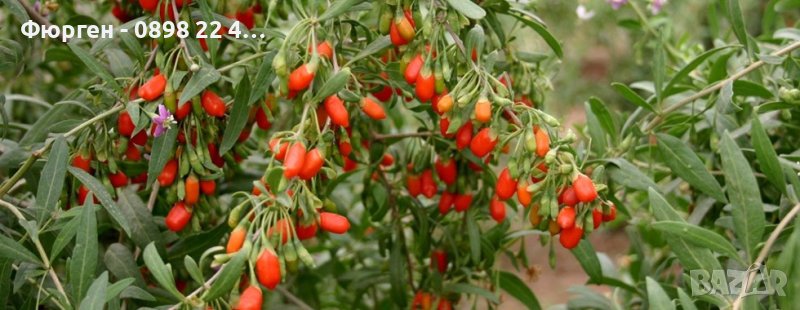 Разсад Годжи бери.Жълто и Червено , снимка 1