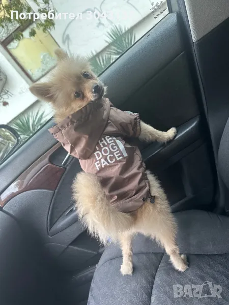 Немски шпиц, снимка 1