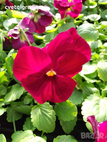 Viola Rose(Виола Роза), снимка 1