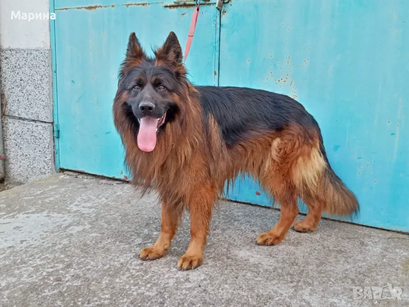 Немска овчарка мъжка, снимка 1