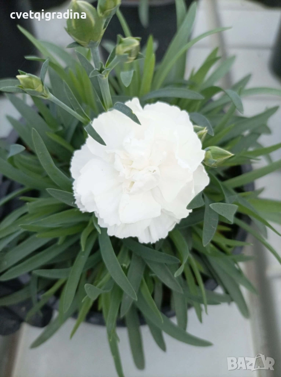 Бял карамфил – Dianthus, снимка 1
