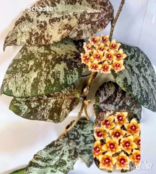 Hoya caudata ‘Gold’ orange flowers , снимка 1