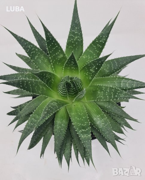 алое Аристата, снимка 1