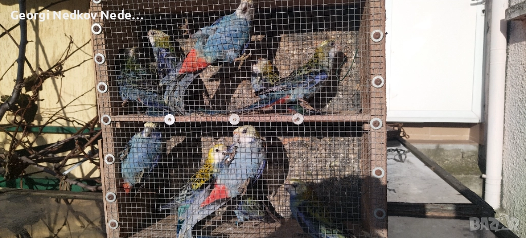 Продавам жълтоглави розели , снимка 1