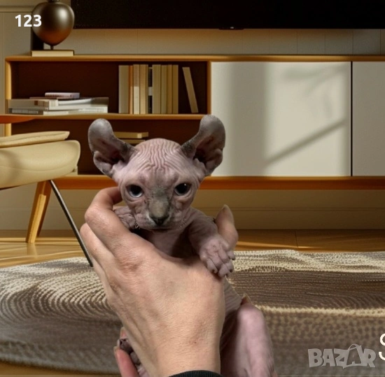 канадски сфинкс- рядка възможност за ценители на породата !, снимка 1