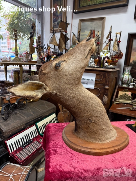 Голям ловен трофей кошута №7446 , снимка 1