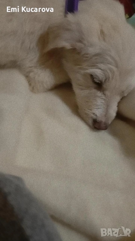 Куче на 5 месеца мъжко казва се Рафаел свикнал е на кратко име Рави! Има 1 ваксина, снимка 1