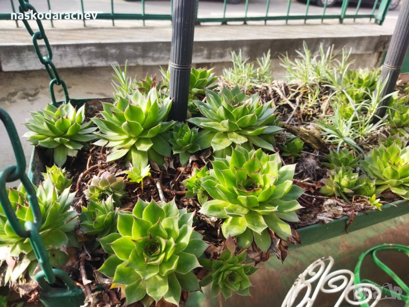 Делелец, африканска роза, снимка 1