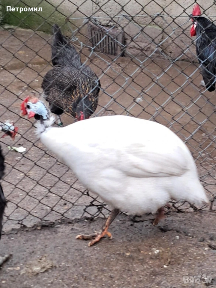 Мъжка токачка, снимка 1