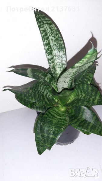 САНСИВИЕРА , снимка 1