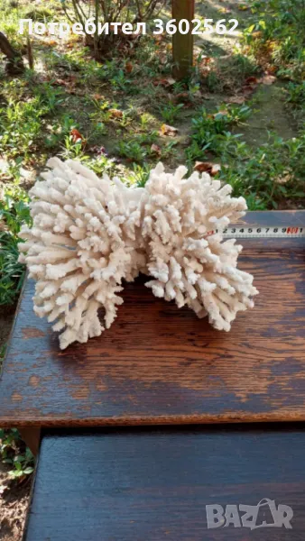 Средиземноморски Бял Корал, снимка 1