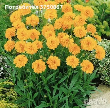 💛🧡💛 Кореопсис /Coreopsis/ 💛🧡💛, снимка 9 - Градински цветя и растения - 48916837