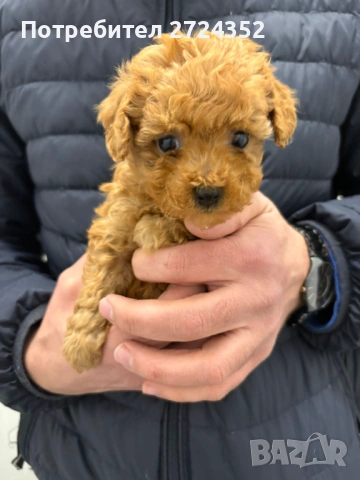 Той Пудел Ред Априкот, снимка 8 - Пудели - 53471351
