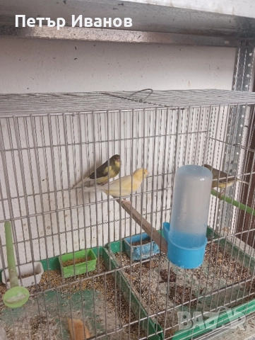 Канарчета млади 2025г. и 2024г., снимка 9 - Канари - 52541500