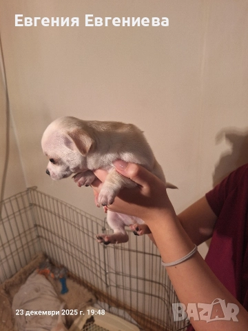 Мини чихуахуа,две момчета и две момичета., снимка 10 - Чихуахуа - 52887110