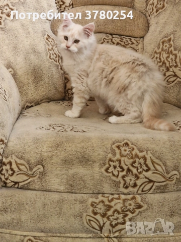 Мейн Кун, снимка 2 - Мейн кун - 52518838