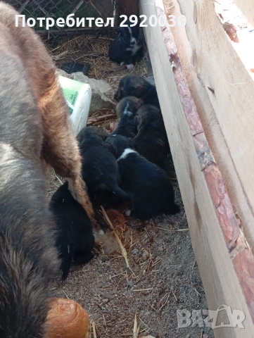 Кученца каракачани, снимка 6 - Каракачанска овчарка - 52457599