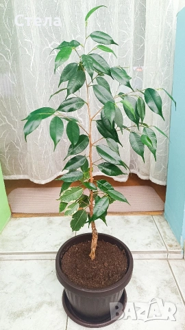 Пасифлора, бял Бенджамин, Сансевиера, мексиканска мента, Копривка , снимка 11 - Градински цветя и растения - 51170707