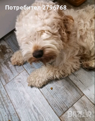 Търсим мъжки лагото романьол