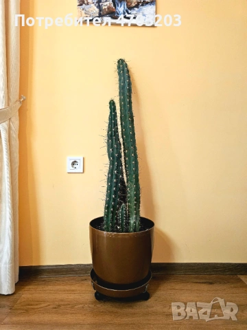 Продавам Стайни растения