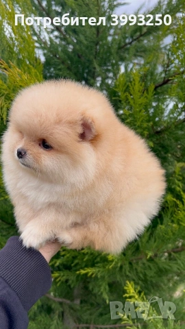 Мини померан момче, снимка 3 - Померан - 53563578
