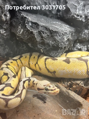 Кралски питон мъж, снимка 2 - Змии - 51109980