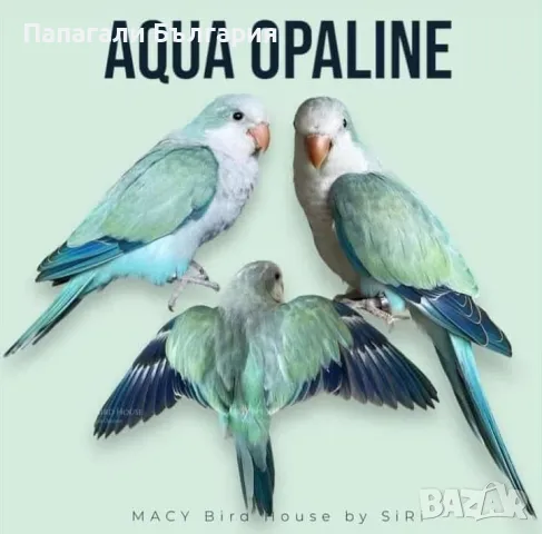 Чифт  Папагали Монах, снимка 7 - Папагали - 48699981