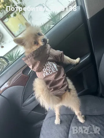 Немски шпиц