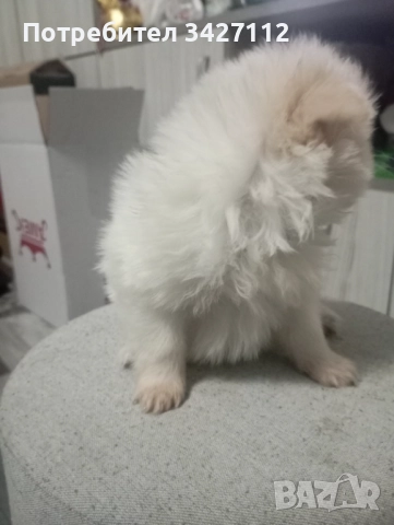 Померанчета , снимка 5 - Померан - 50756282