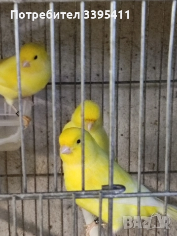 Продавам цветни канари, снимка 11 - Канари - 52188924
