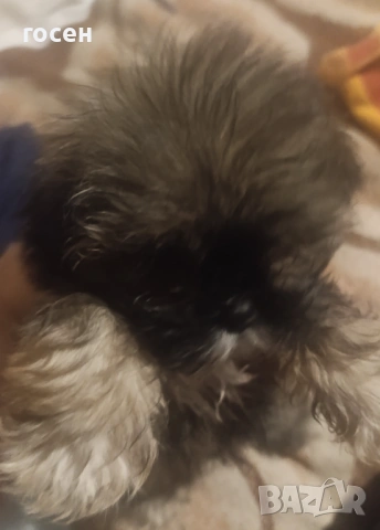 Куче, снимка 7 - Други - 53209848